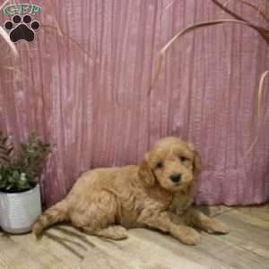 Zena, Mini Goldendoodle Puppy